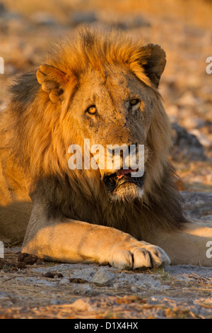 Ritratto di un maschio di leone in Etosha National Park, Namibia Foto Stock