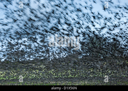 Starling Roost; Sturnus vulgaris; Marazion; Cornovaglia; Regno Unito Foto Stock