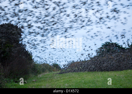 Starling Roost; Sturnus vulgaris; Marazion; Cornovaglia; Regno Unito Foto Stock