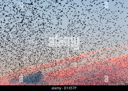 Starling Roost; Sturnus vulgaris; Marazion; Cornovaglia; Regno Unito Foto Stock