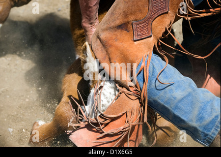 Un vitello ottiene un ginocchio alla testa durante un branding presso il Ranch di Dalton nella valle di trifoglio, NV Foto Stock