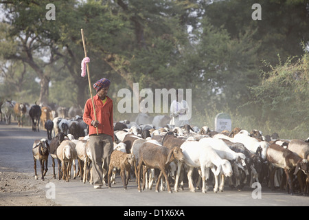 Un pastore tribale con capre Khalwa, Madhya Pradesh, India. Foto Stock