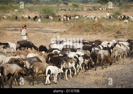 Un pastore tribale con capre Khalwa, Madhya Pradesh, India. Foto Stock