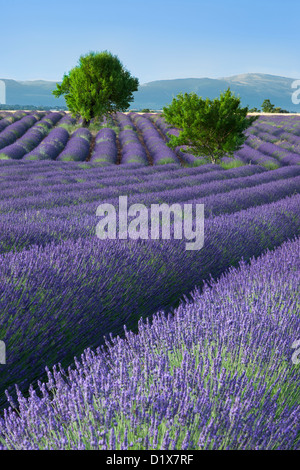 Righe di lavanda lungo l'altopiano di Valensole, Provenza Francia Foto Stock