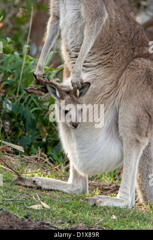 Tiny joey - baby kangaroo Macropus giganteus - il peering fuori di esso della madre custodia peloso Shot in the wild Foto Stock
