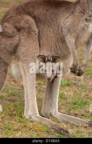 Tiny joey - baby kangaroo Macropus giganteus - il peering al di fuori della stessa madre di pelliccia tasca nell'outback australiano. Shot in the wild. Foto Stock