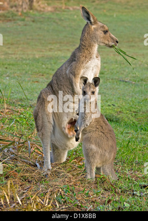 Joey kangaroo Macropus giganteus in piedi accanto a madre mangiare erba con tasca aperta per mostrare interni rossi e tettarella - Shot in the wild Foto Stock