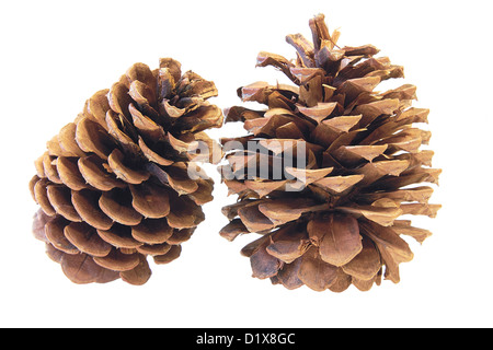 Due Ponderosa Pine coni Macro Closeup isolati su sfondo bianco Foto Stock