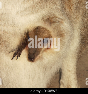 Close up di minuscoli joey - baby canguro - il peering fuori della madre di pelliccia pouch - nel selvaggio. Foto Stock