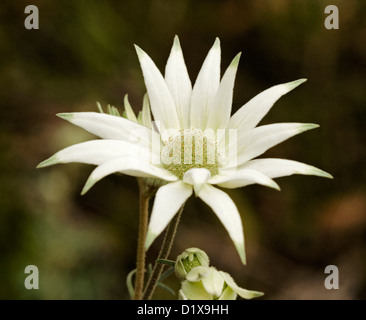 Fiore bianco di Actinotus helianthi, fiore di flanella, un australiano di fiori selvaggi, contro uno sfondo scuro in crescita nell'outback Foto Stock