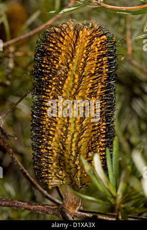 Arancione e nero fiore di Banksia spinulosa - un australiano arbusto nativo - in intervalli di Gibilterra National Park, NSW Australia Foto Stock