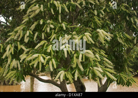 Crema di fiori colorati di Buckinghamia celsissima - avorio curl flower - un australiano albero nativa Foto Stock