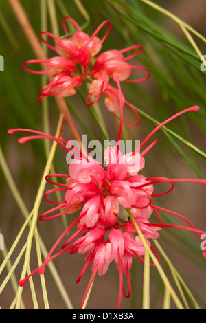 Rosso / Fiori di colore rosa di Grevillea cultivar 'Eleganza' - un australiano vegetale nativo Foto Stock