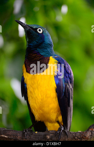 Splendido ritratto di starling negli uccelli di Eden, Garden Route, Sud Africa Foto Stock