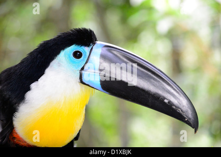 Ritratto di toucan negli uccelli di Eden vicino a Plettenberg Bay, Garden Route del Sud Africa. Foto Stock