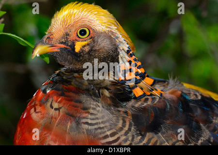 Immagine ravvicinata della testa e del collo del Golden Pheasant rivelando torace rosso e golden crest. Foto Stock