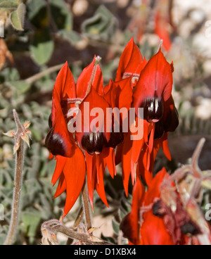 Cluster di colore rosso brillante e fiori di Swainsona formosa - Sturt del pisello del deserto australiano - fiori selvatici che crescono in outback Australia Foto Stock