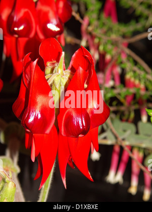 Cluster di colore rosso brillante e fiori di Swainsona formosa - Sturt del pisello del deserto australiano - fiori selvatici che crescono in outback Australia Foto Stock