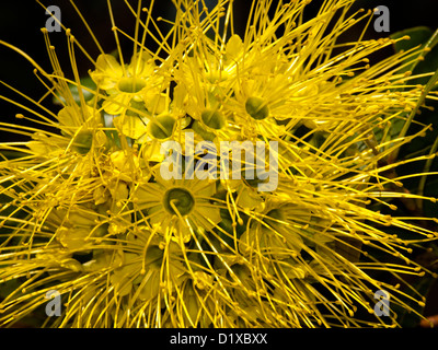 Grappolo di fiori gialli di Xanthostemon crisante - un australiano nativo specie di albero Foto Stock