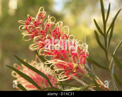 Rosa / rosso fiori e fogliame di Grevillea cultivar "uperb' - un popolare australiana nativa di piante da giardino Foto Stock