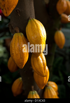 Mature baccelli di cacao su tree (cacao) - USA Foto Stock