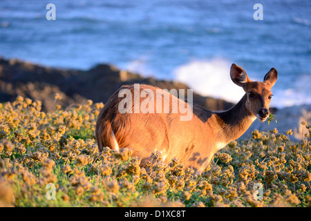 Bushbuck pecora navigando sulle rive dell'Oceano Indiano a Tsitsikamma National Park, Sud Africa Foto Stock