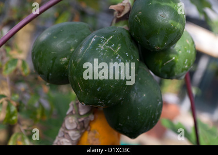 Acerbi Papaia Frutti su albero Foto Stock