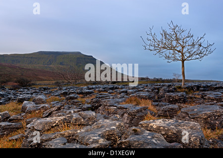 Un Lone Tree sulla cicatrice Sotherscale nel Yorkshire Dales presi all alba di un freddo inverno mattina. Foto Stock