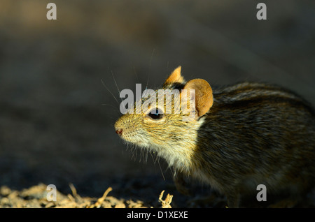 Rhabdomys pumilio o strisce campo mouse, Sud Africa Foto Stock