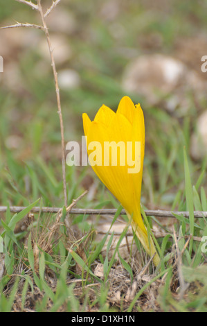 Giallo Autunno Daffodil (Sternbergia clusiana). Foto Stock