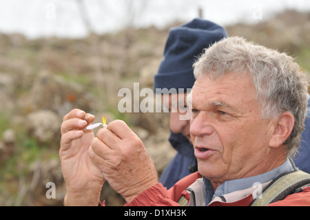 Il Professor Avi botanico Shmida spiega il ciclo di crescita di un autunno di zafferano (Colchicum brachyphyllum) Foto Stock