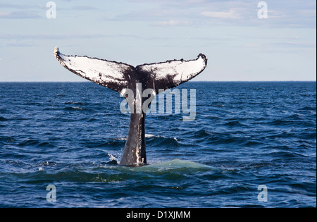 Safari Avvistamento Balene sulla St Lawrence river in Tadoussac, estate home di balenottera, Minke, Balenottera comune Foto Stock