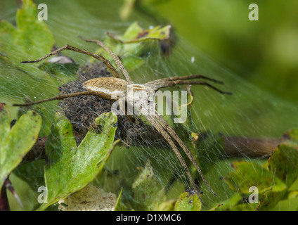 Vivaio Spider Web di guardia è Brood / Pisaura mirabilis Foto Stock