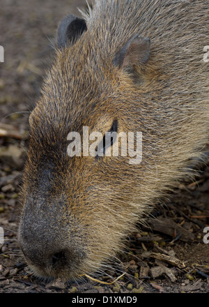 Ritratto di un adulto capibara Foto Stock