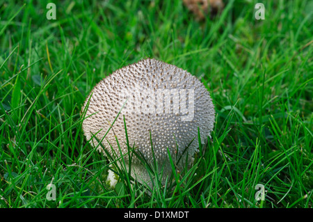 Puffball comune - Lycoperdon perlatum crescente sul prato Foto Stock