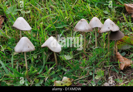 Brittlestem conica funghi - Psathyrella conopilus Foto Stock