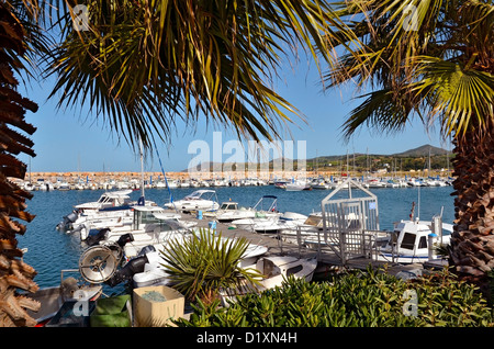 Porto e palme di Argelès-sur-Mer , comune sul 'Côte Vermeille' nel dipartimento Pyrénées-Orientales, Languedoc-Roussi Foto Stock