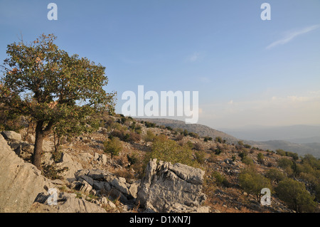 Israele, Golan Foto Stock