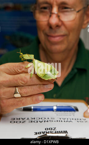 Lo Zoo Whipsnade, Beds, Regno Unito. 8 gennaio 2013. Un guardiano conta la foglia stick insetti per il Whipsnade Zoo constatazione annuale 2013. Credito: Archimage / Alamy Live News Foto Stock