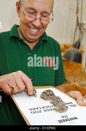 Lo Zoo Whipsnade, Beds, Regno Unito. 8 gennaio 2013. Un guardiano conta appena tratteggiato tartarughe africane per il Whipsnade Zoo constatazione annuale 2013. Credito: Archimage / Alamy Live News Foto Stock