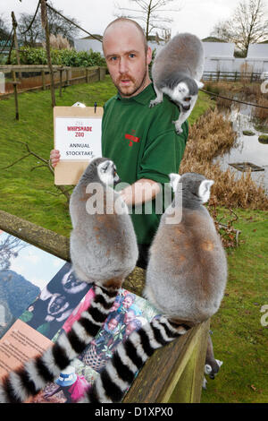 Lo Zoo Whipsnade, Beds, Regno Unito. 8 gennaio 2013. Un fermo controllo dell'anello-tailed lemuri per il Whipsnade Zoo constatazione annuale 2013. Credito: Archimage / Alamy Live News Foto Stock