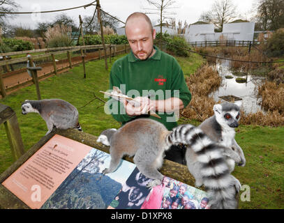 Lo Zoo Whipsnade, Beds, Regno Unito. 8 gennaio 2013. Un fermo controllo dell'anello-tailed lemuri per il Whipsnade Zoo constatazione annuale 2013. Credito: Archimage / Alamy Live News Foto Stock