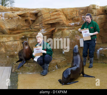 Lo Zoo Whipsnade, Beds, Regno Unito. 8 gennaio 2013. Keepers controllare i leoni di mare per la Zoo Whipsnade constatazione annuale 2013. Credito: Archimage / Alamy Live News Foto Stock