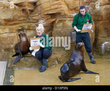 Lo Zoo Whipsnade, Beds, Regno Unito. 8 gennaio 2013. Keepers controllare i leoni di mare per la Zoo Whipsnade constatazione annuale 2013. Credito: Archimage / Alamy Live News Foto Stock