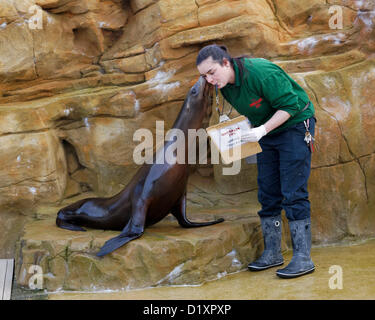 Lo Zoo Whipsnade, Beds, Regno Unito. 8 gennaio 2013. Keepers controllare i leoni di mare per la Zoo Whipsnade constatazione annuale 2013. Credito: Archimage / Alamy Live News Foto Stock