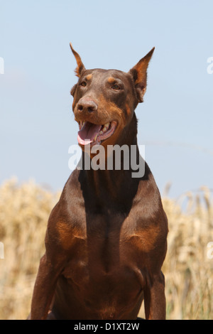 Cane Dobermann / Dobermann (orecchie) ritratto per adulti Foto Stock