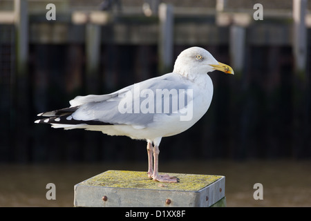 Aringhe adulte Gabbiano appollaiato su una banchina Foto Stock