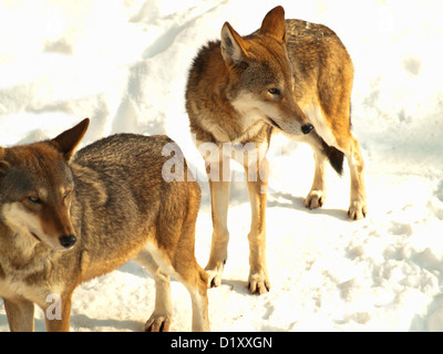 Wild lupi grigi in inverno Foto Stock