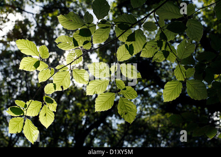 Regno Unito, Londra : le foglie sono raffigurato su Hampstead Heath a Londra il 12 luglio, 2011. Foto Stock