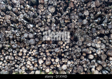 Gestappelte Baumstämme, impilati tronchi di albero colorato, farblich gekennzeichnet, Foto Stock
